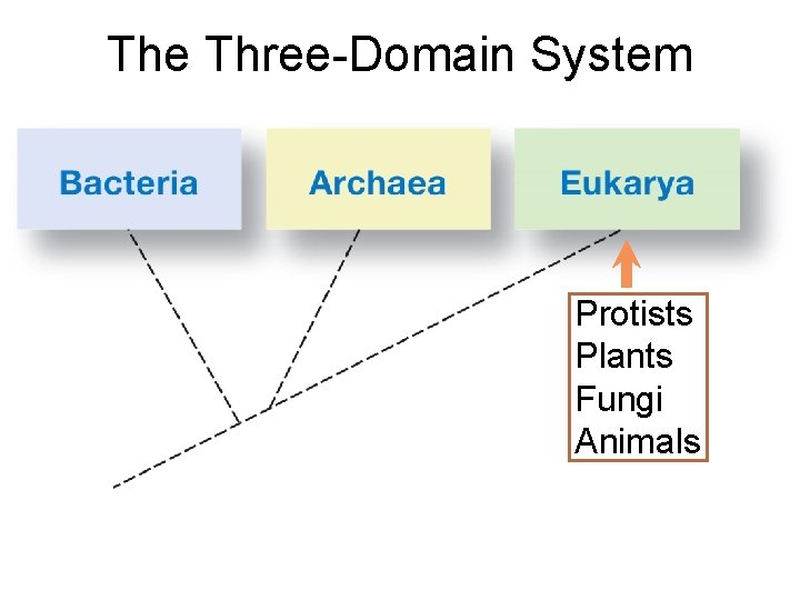 The Three-Domain System Protists Plants Fungi Animals 