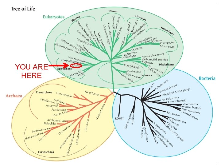 YOU ARE HERE Dr. R. M. Moody 