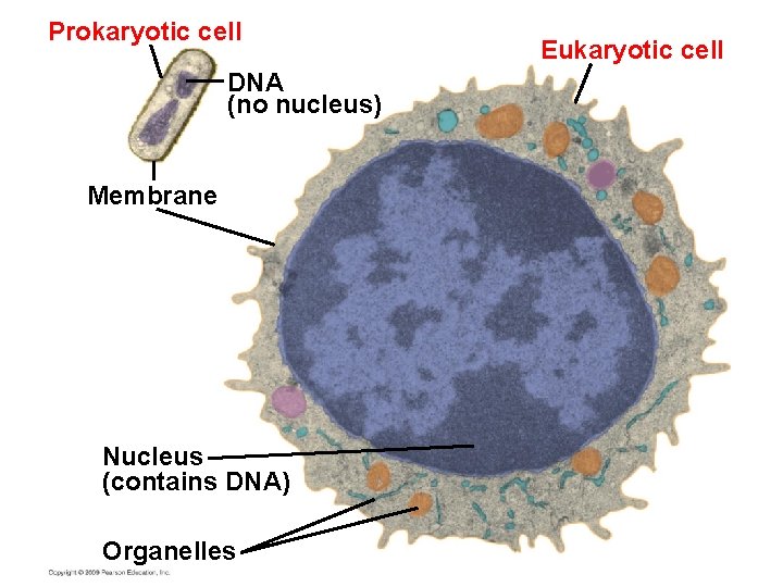 Prokaryotic cell DNA (no nucleus) Membrane Nucleus (contains DNA) Organelles Eukaryotic cell 