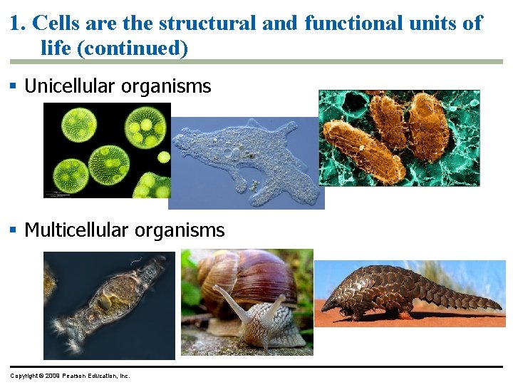 1. Cells are the structural and functional units of life (continued) § Unicellular organisms