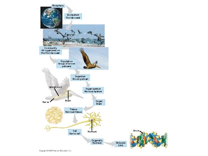 Biosphere Ecosystem Florida coast Community All organisms on the Florida coast Population Group of