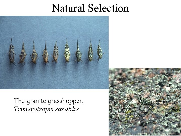 Natural Selection The granite grasshopper, Trimerotropis saxatilis 