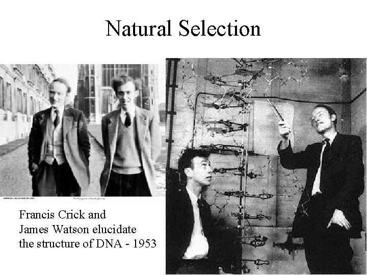 Natural Selection Francis Crick and James Watson elucidate the structure of DNA - 1953