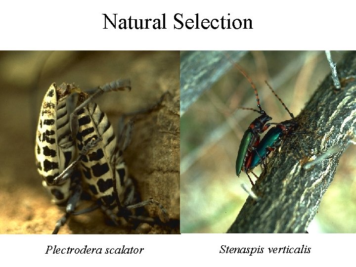 Natural Selection Plectrodera scalator Stenaspis verticalis 