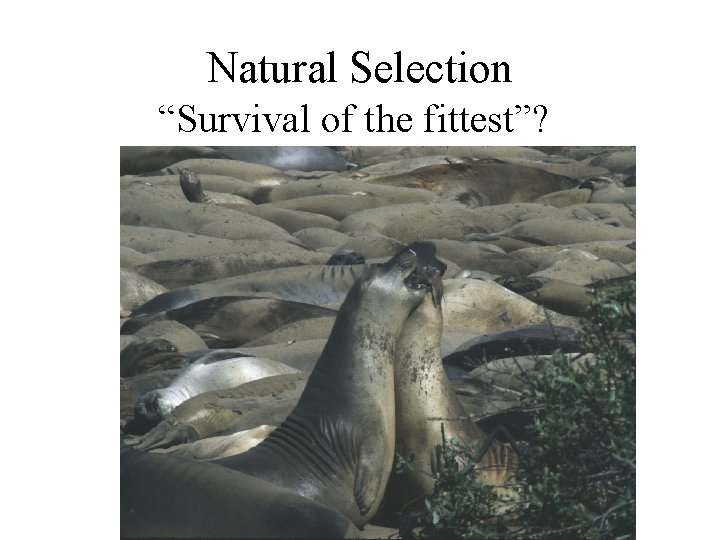 Natural Selection “Survival of the fittest”? 