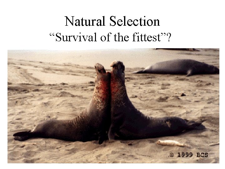 Natural Selection “Survival of the fittest”? 