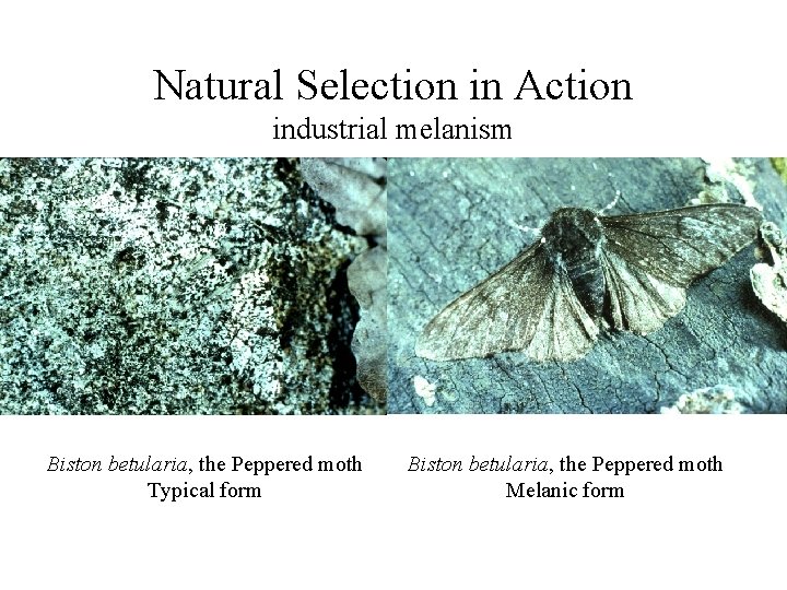 Natural Selection in Action industrial melanism Biston betularia, the Peppered moth Typical form Biston