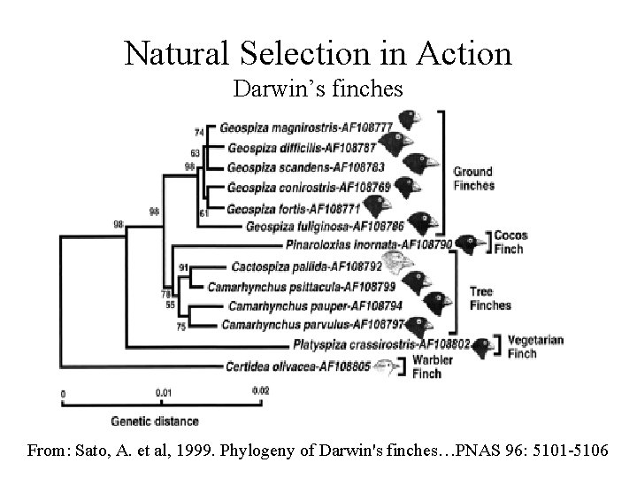 Natural Selection in Action Darwin’s finches From: Sato, A. et al, 1999. Phylogeny of