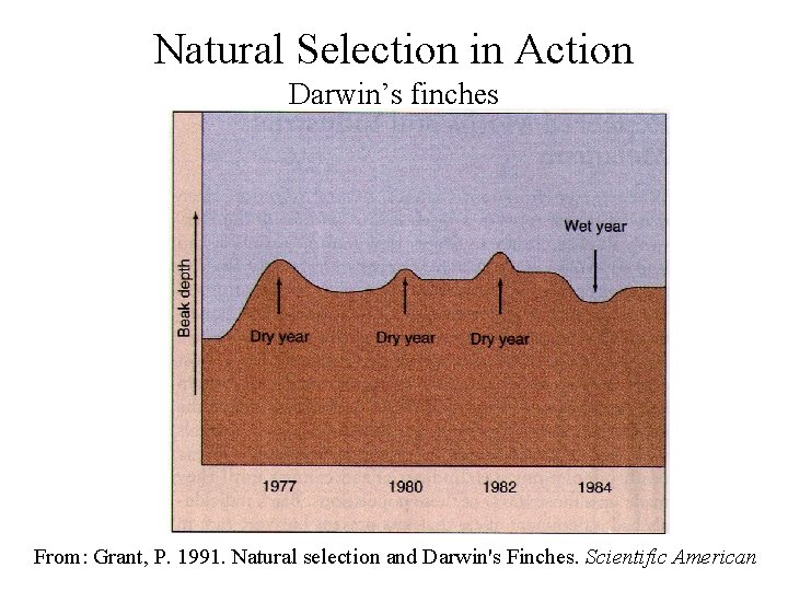 Natural Selection in Action Darwin’s finches From: Grant, P. 1991. Natural selection and Darwin's