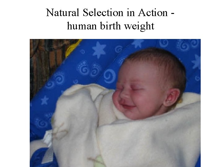 Natural Selection in Action human birth weight 