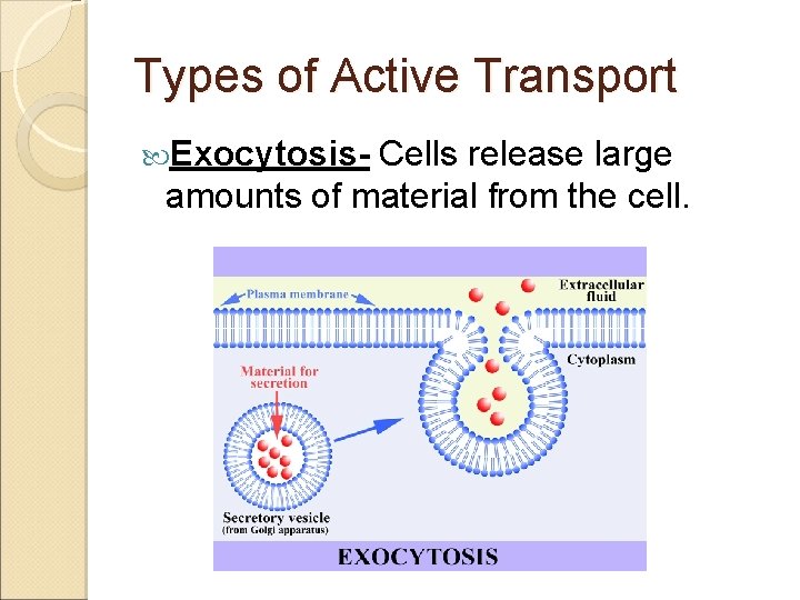 Types of Active Transport Exocytosis- Cells release large amounts of material from the cell.