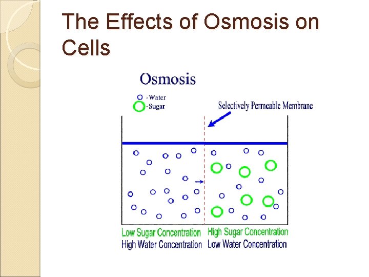 The Effects of Osmosis on Cells 