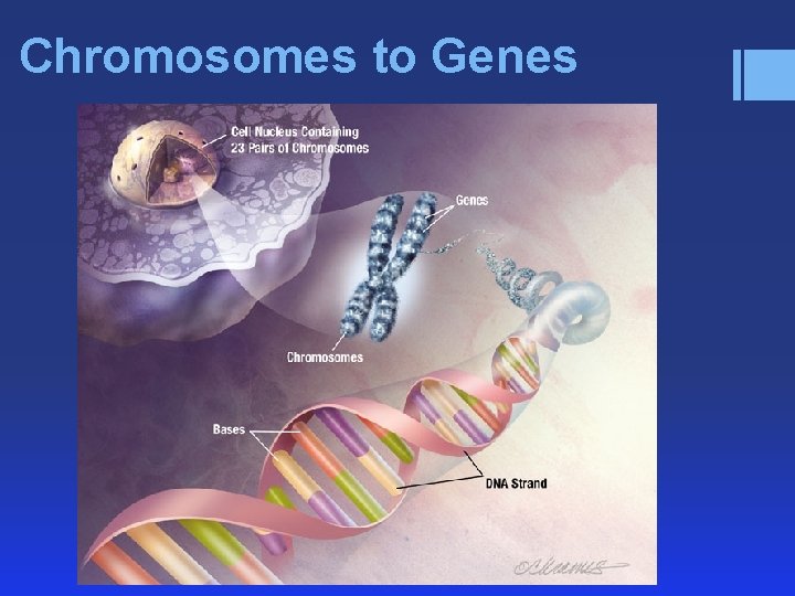 Chromosomes to Genes 