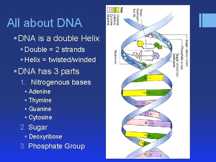 All about DNA § DNA is a double Helix § Double = 2 strands