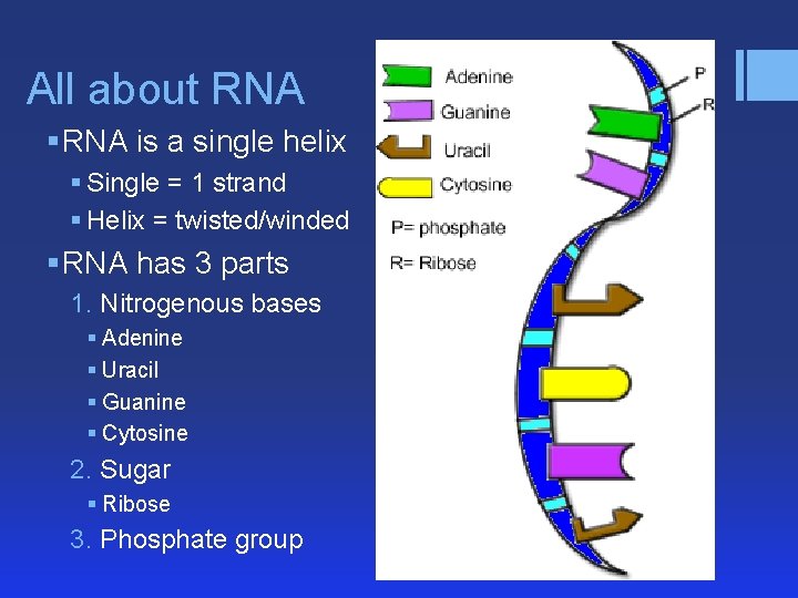 All about RNA § RNA is a single helix § Single = 1 strand