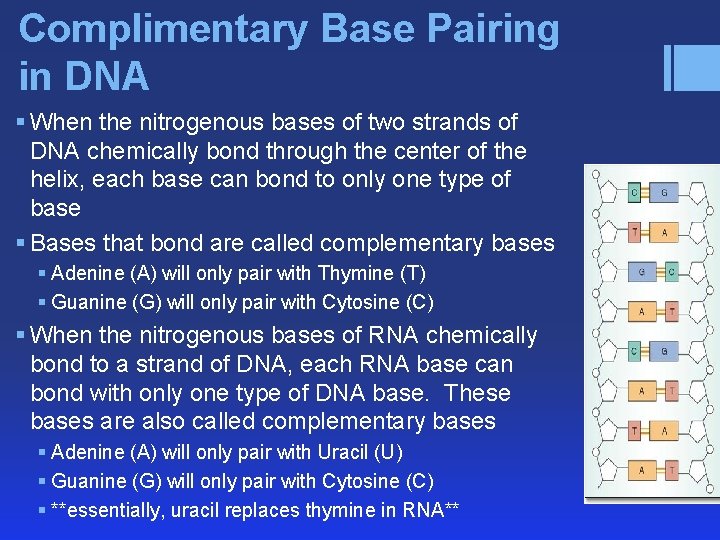 Complimentary Base Pairing in DNA § When the nitrogenous bases of two strands of