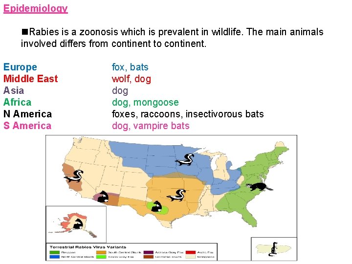 Epidemiology Rabies is a zoonosis which is prevalent in wildlife. The main animals involved