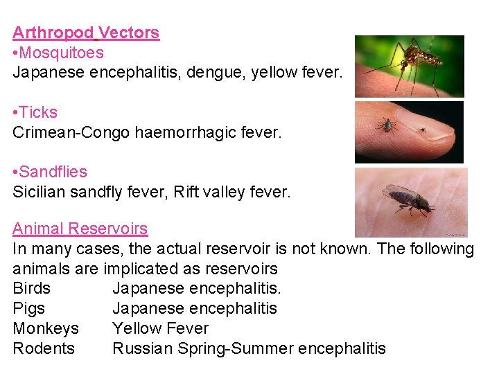 Arthropod Vectors • Mosquitoes Japanese encephalitis, dengue, yellow fever. • Ticks Crimean-Congo haemorrhagic fever.