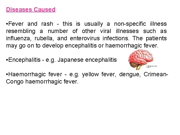 Diseases Caused • Fever and rash - this is usually a non-specific illness resembling