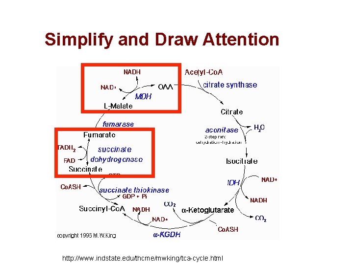 Simplify and Draw Attention 25 http: //www. indstate. edu/thcme/mwking/tca-cycle. html 