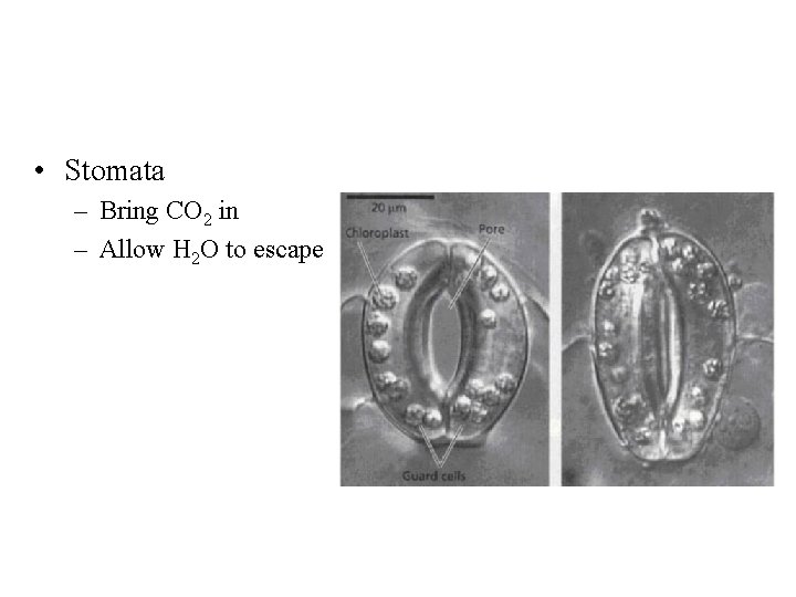  • Stomata – Bring CO 2 in – Allow H 2 O to