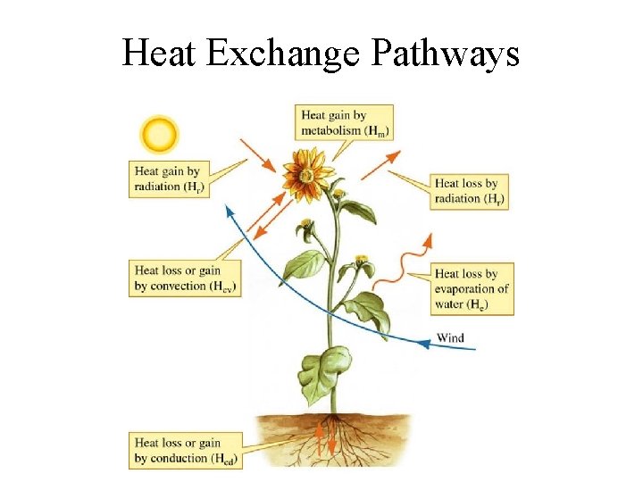 Heat Exchange Pathways 