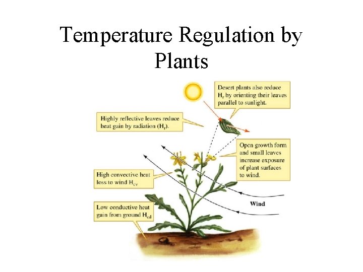 Temperature Regulation by Plants 