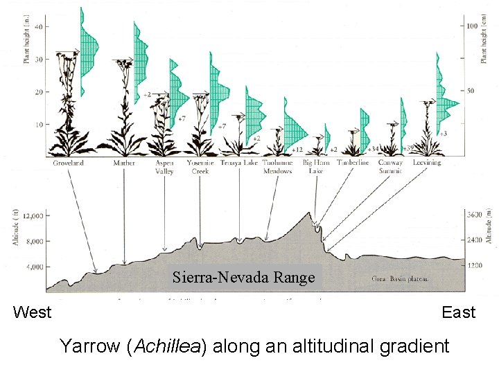 Sierra-Nevada Range West East Yarrow (Achillea) along an altitudinal gradient 