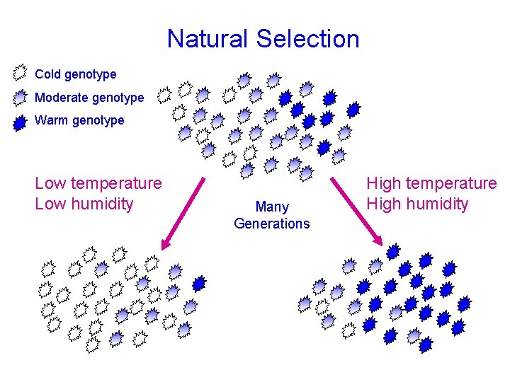 Natural Selection Cold genotype Moderate genotype Warm genotype Low temperature Low humidity Many Generations