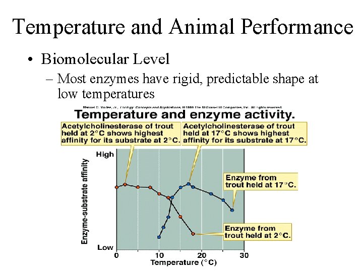 Temperature and Animal Performance • Biomolecular Level – Most enzymes have rigid, predictable shape