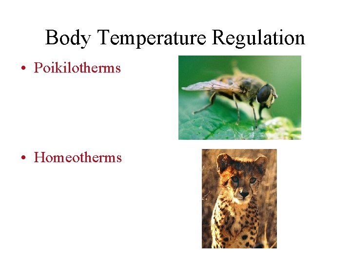 Body Temperature Regulation • Poikilotherms • Homeotherms 