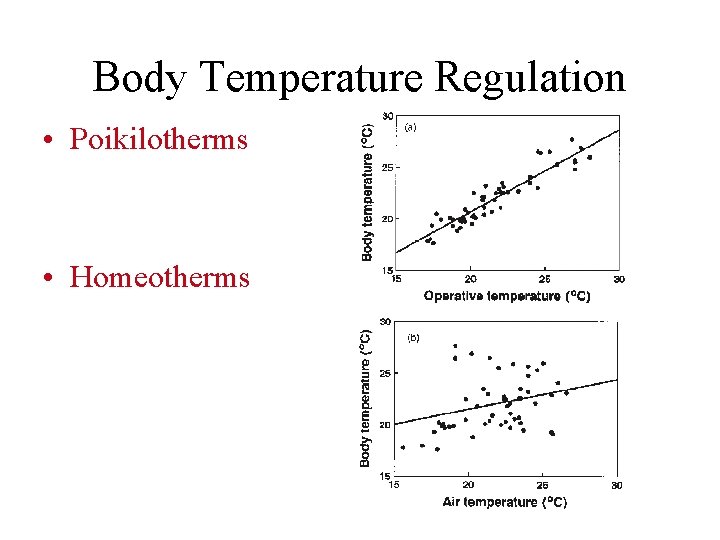 Body Temperature Regulation • Poikilotherms • Homeotherms 