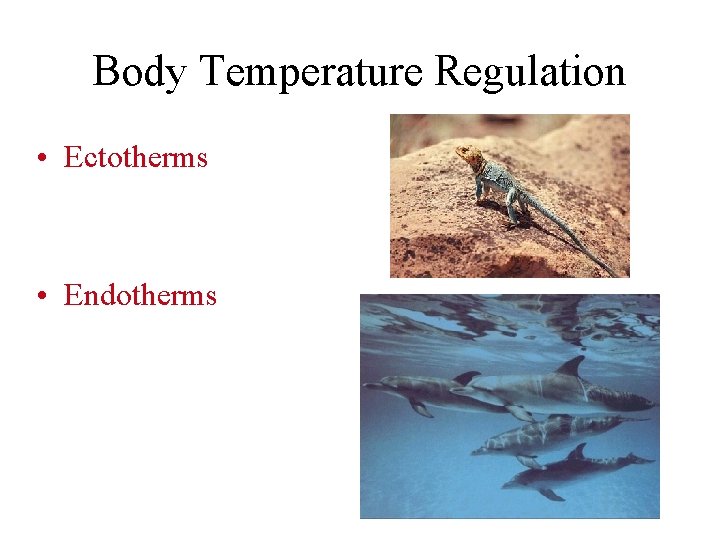 Body Temperature Regulation • Ectotherms • Endotherms 