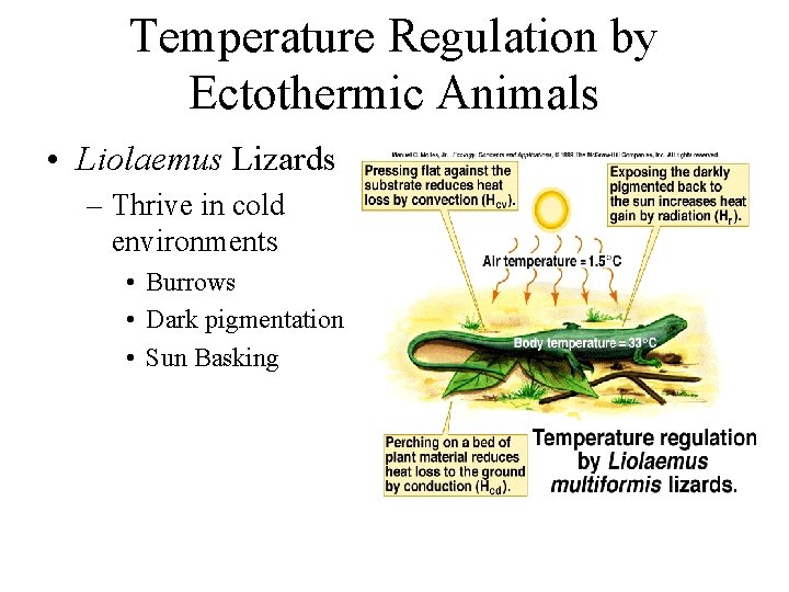 Temperature Regulation by Ectothermic Animals • Liolaemus Lizards – Thrive in cold environments •