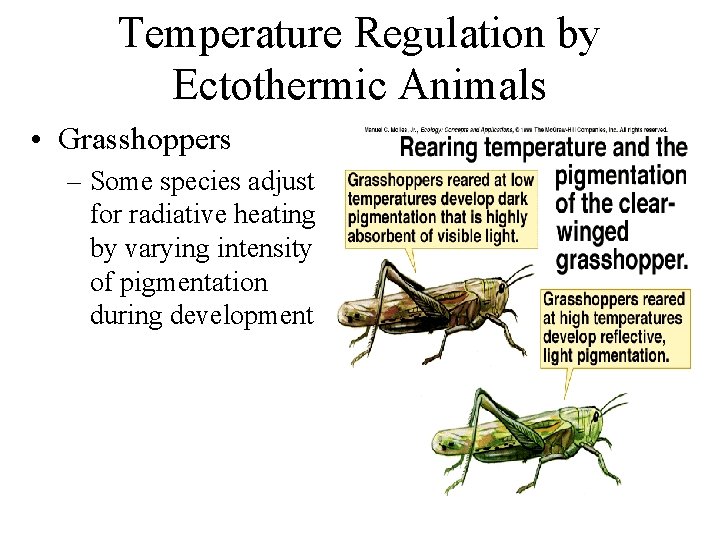 Temperature Regulation by Ectothermic Animals • Grasshoppers – Some species adjust for radiative heating