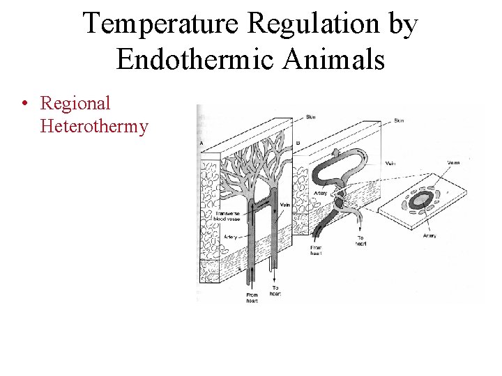 Temperature Regulation by Endothermic Animals • Regional Heterothermy 