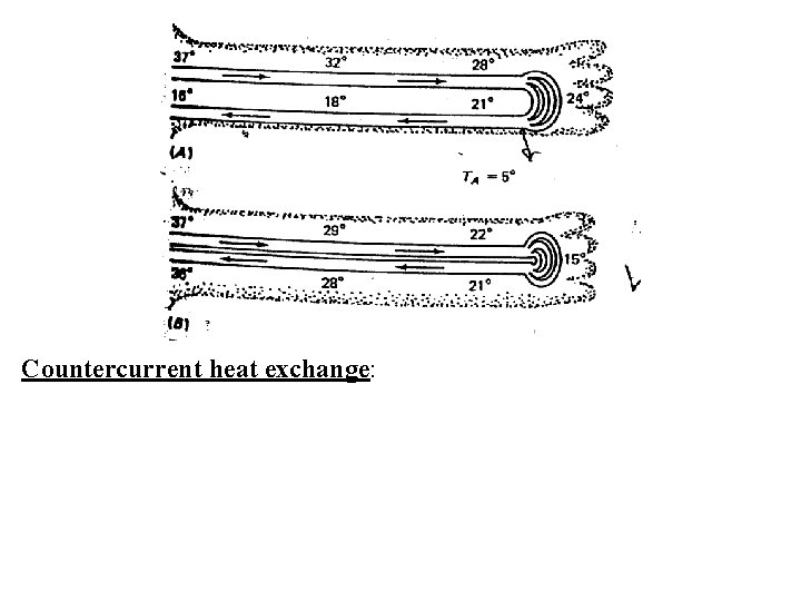 Countercurrent heat exchange: 