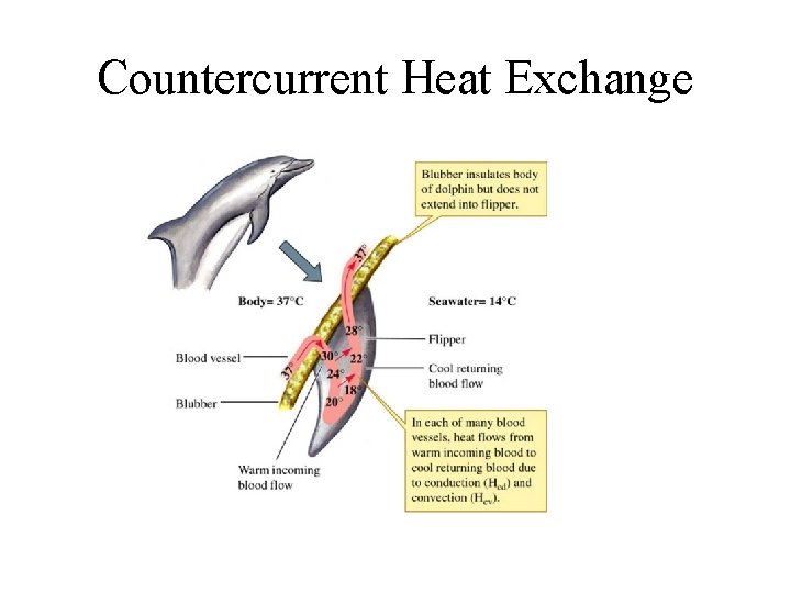 Countercurrent Heat Exchange 