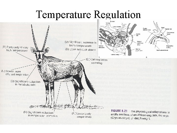 Temperature Regulation 