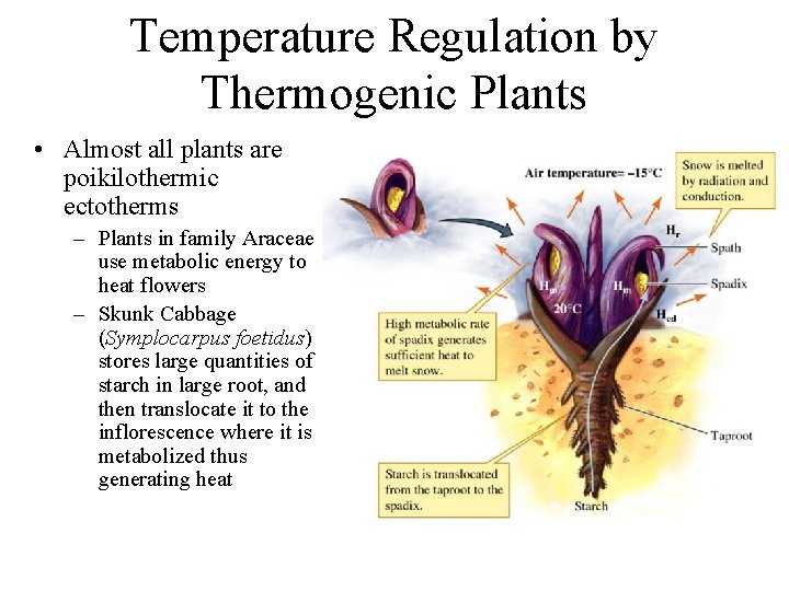 Temperature Regulation by Thermogenic Plants • Almost all plants are poikilothermic ectotherms – Plants