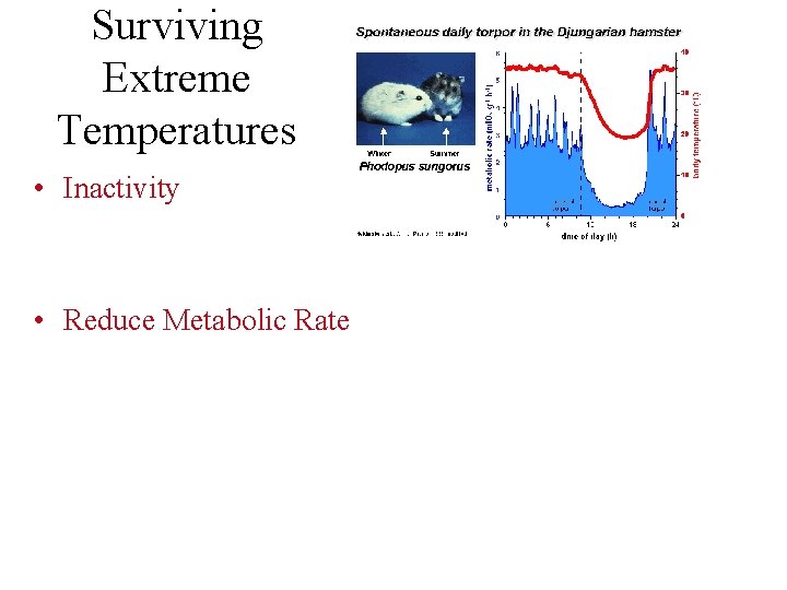 Surviving Extreme Temperatures • Inactivity • Reduce Metabolic Rate 