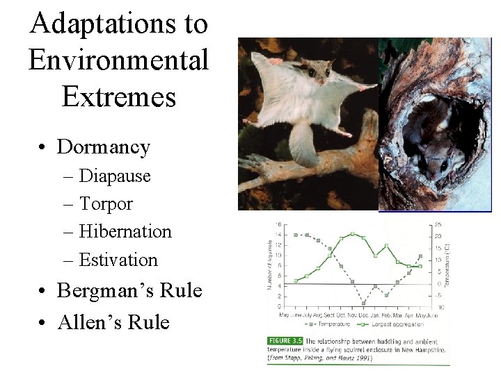 Adaptations to Environmental Extremes • Dormancy – Diapause – Torpor – Hibernation – Estivation