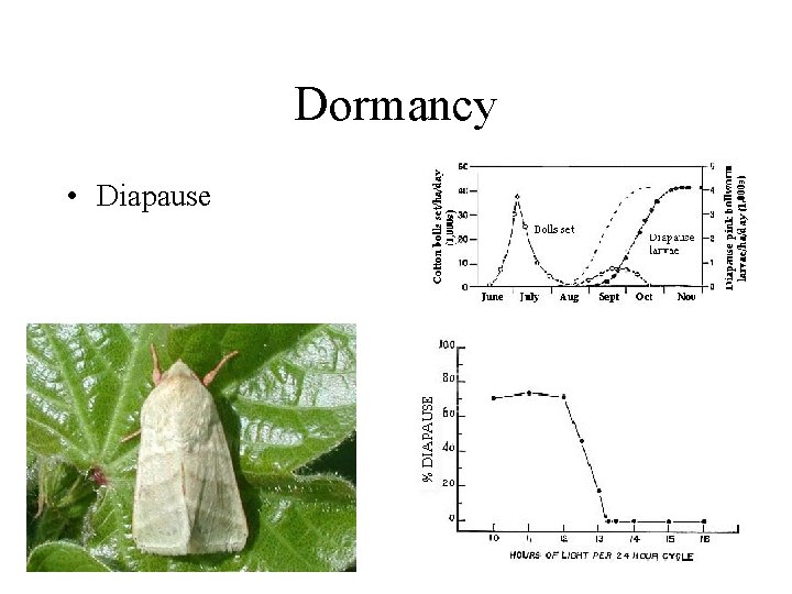 Dormancy • Diapause 