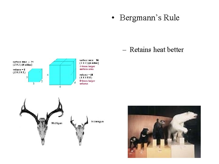  • Bergmann’s Rule – Retains heat better 