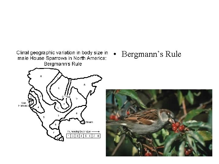  • Bergmann’s Rule 