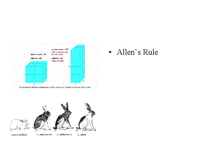  • Allen’s Rule 