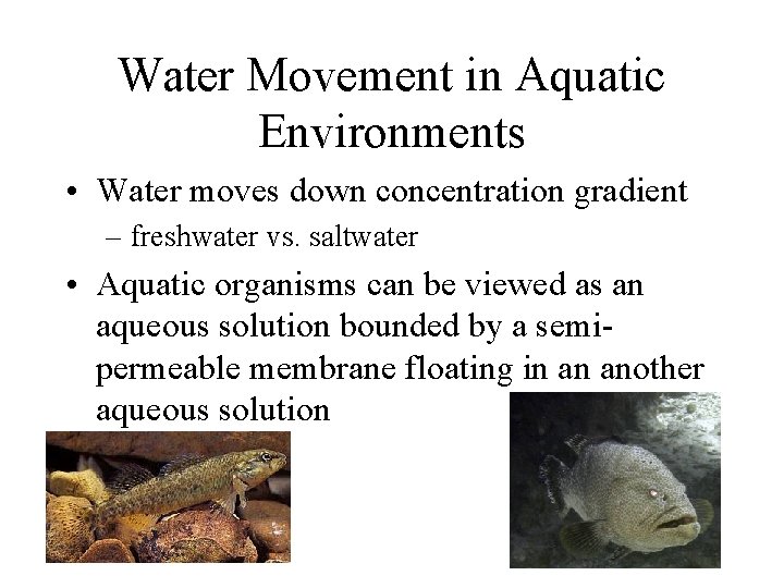Water Movement in Aquatic Environments • Water moves down concentration gradient – freshwater vs.