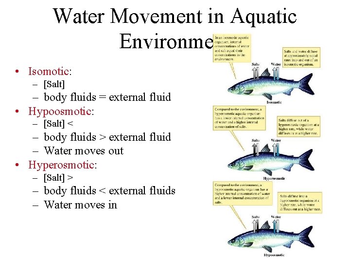 Water Movement in Aquatic Environment • Isomotic: – [Salt] – body fluids = external