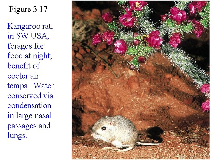 Figure 3. 17 Kangaroo rat, in SW USA, forages for food at night; benefit