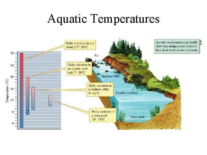 Aquatic Temperatures • Riparian vegetation influences stream temperature by providing shade. 